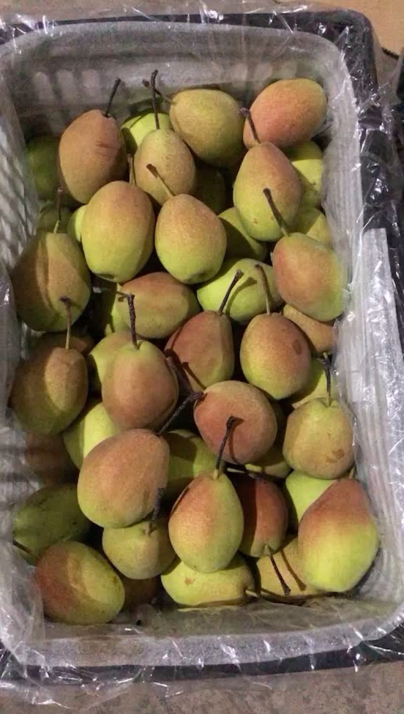 红香酥梨🍐海量货源，价格便宜，电商零售批发均可