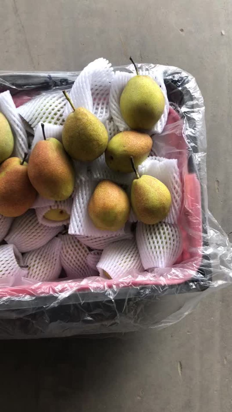 红香酥梨🍐海量货源，价格便宜，电商零售批发均可