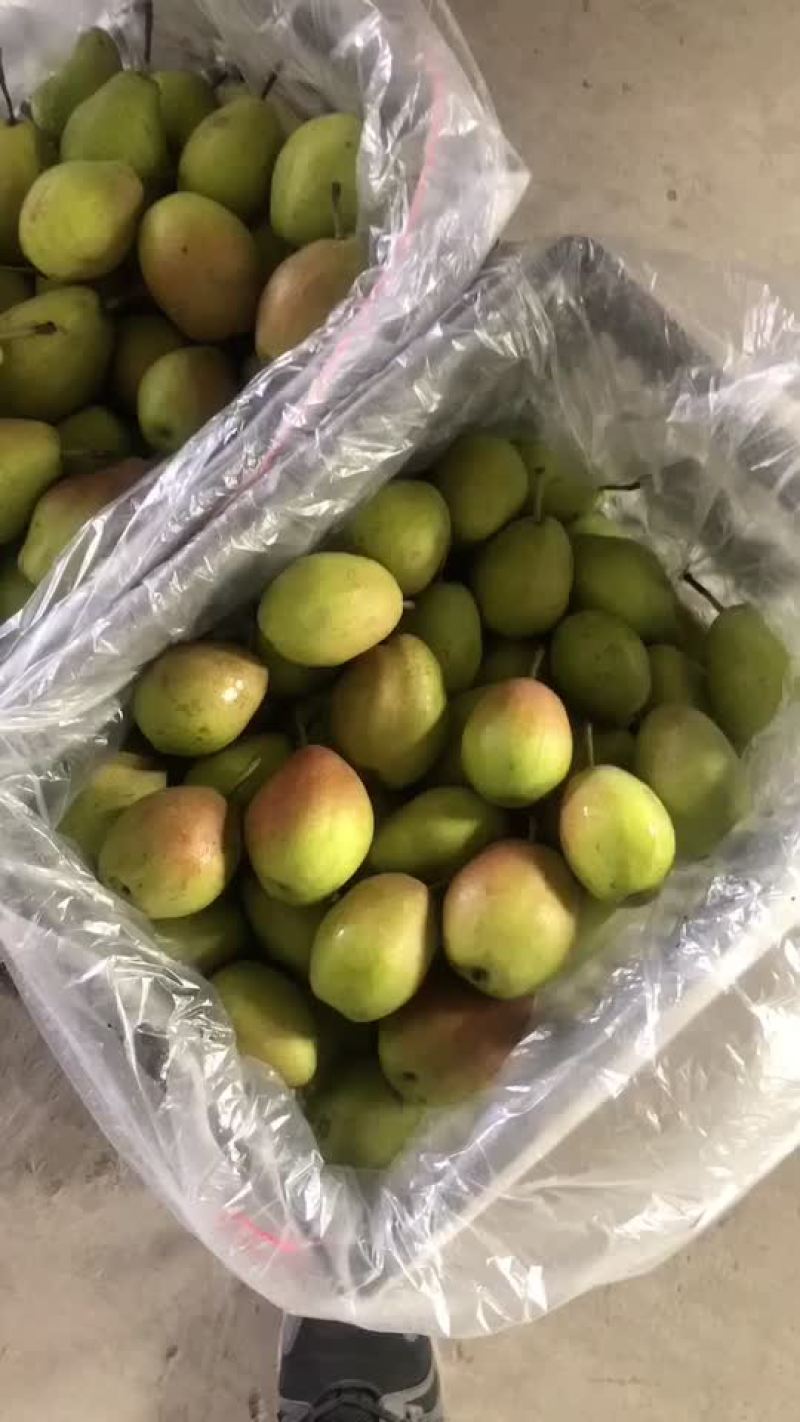 红香酥梨🍐海量货源，价格便宜，电商零售批发均可