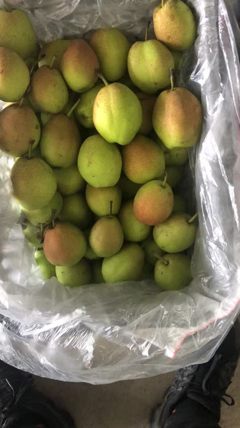红香酥梨🍐海量货源，价格便宜，电商零售批发均可