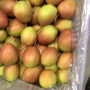 红香酥梨🍐海量货源，价格便宜，电商零售批发均可