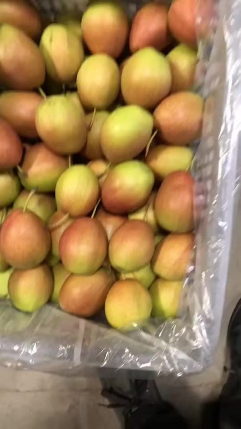 红香酥梨🍐海量货源，价格便宜，电商零售批发均可