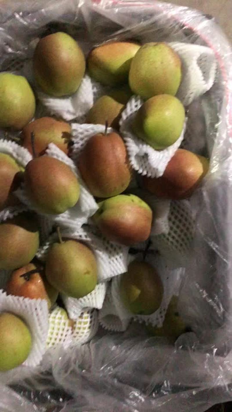 红香酥梨🍐海量货源，价格便宜，电商零售批发均可