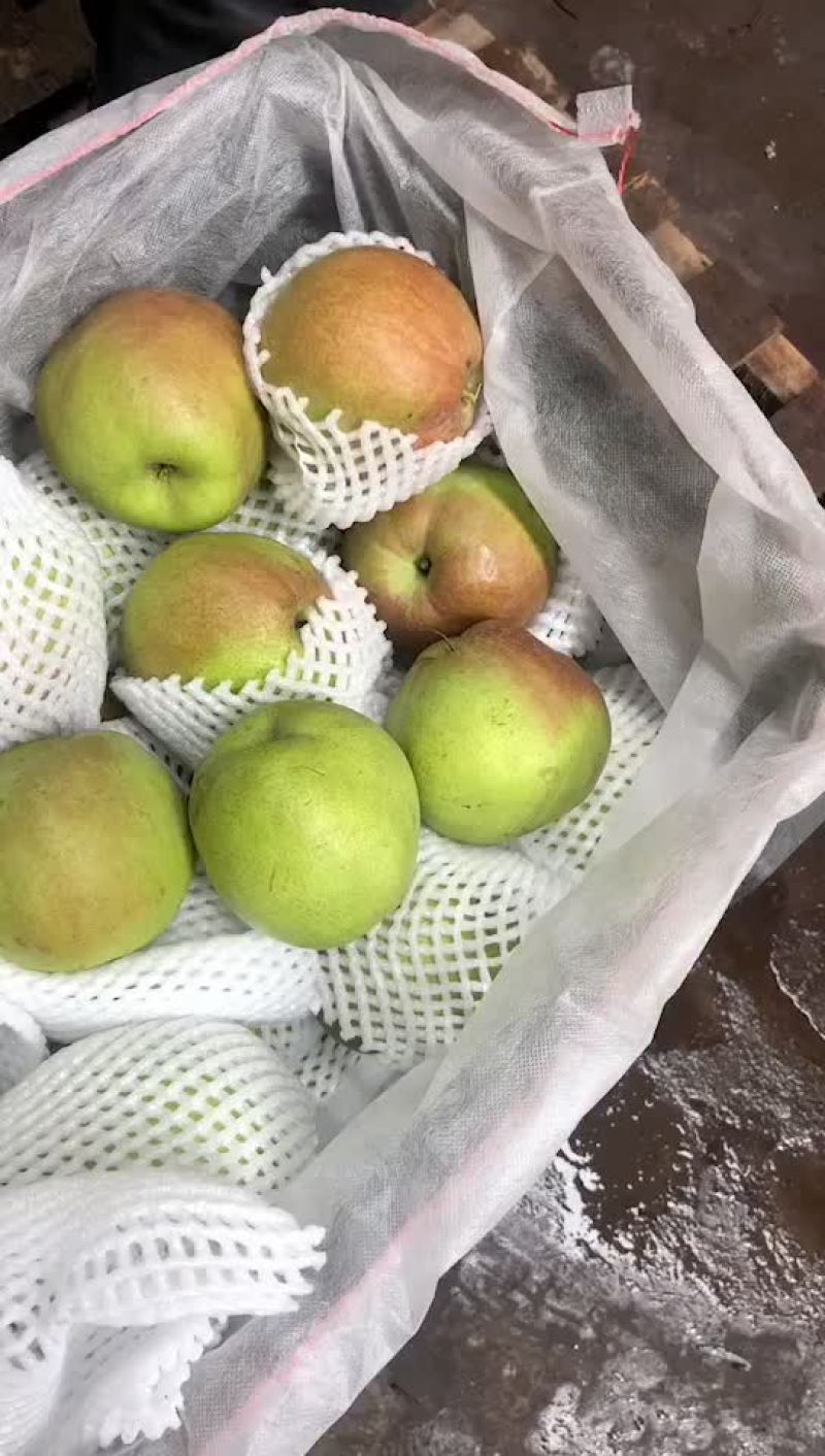 玉露香梨🍐海量货源，价格便宜，质量好，批发零售电商