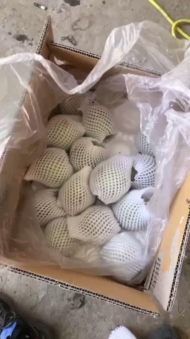 玉露香梨🍐海量货源，价格便宜，质量好，批发零售电商