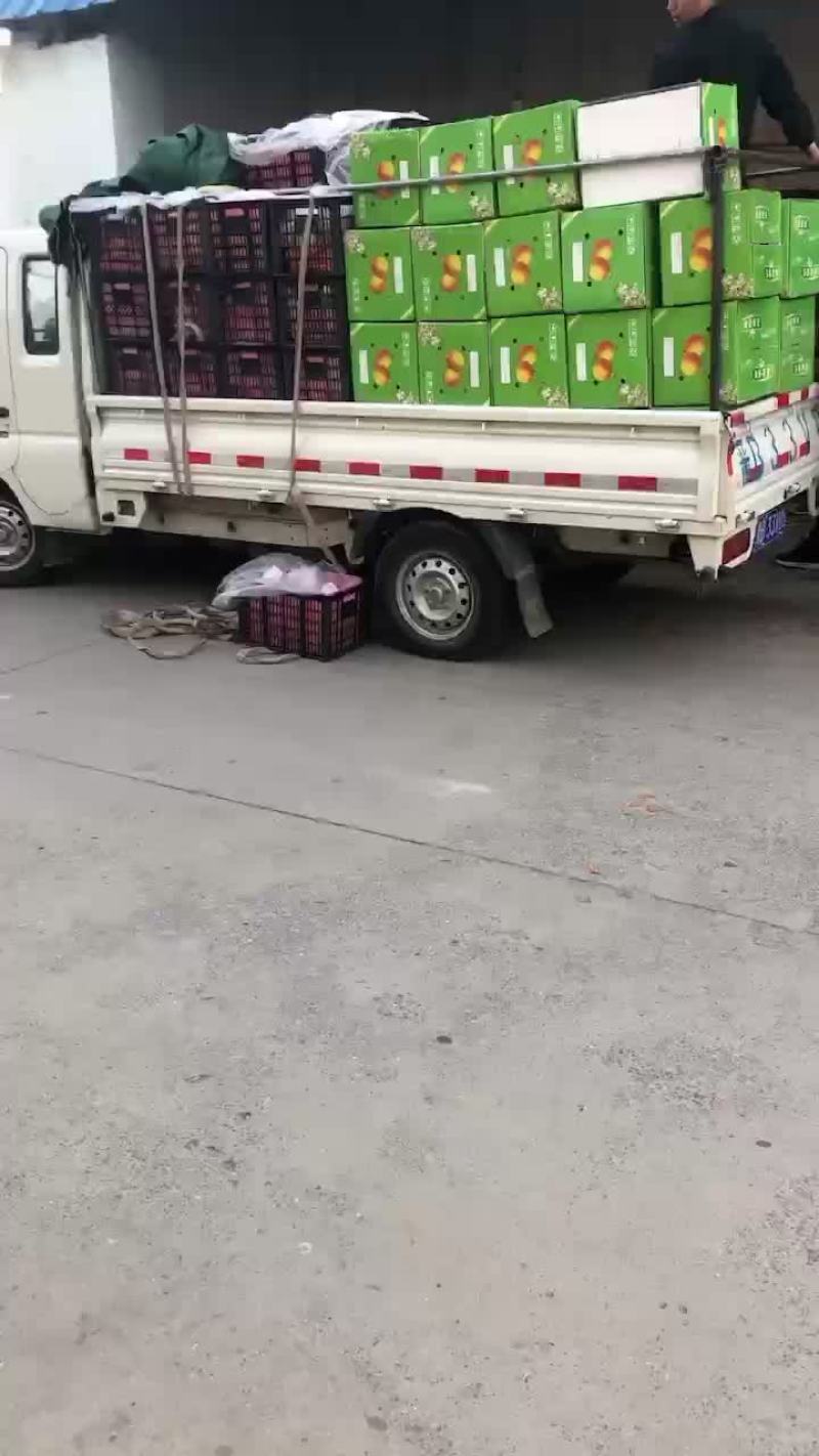 玉露香梨🍐海量货源，价格便宜，质量好，批发零售电商