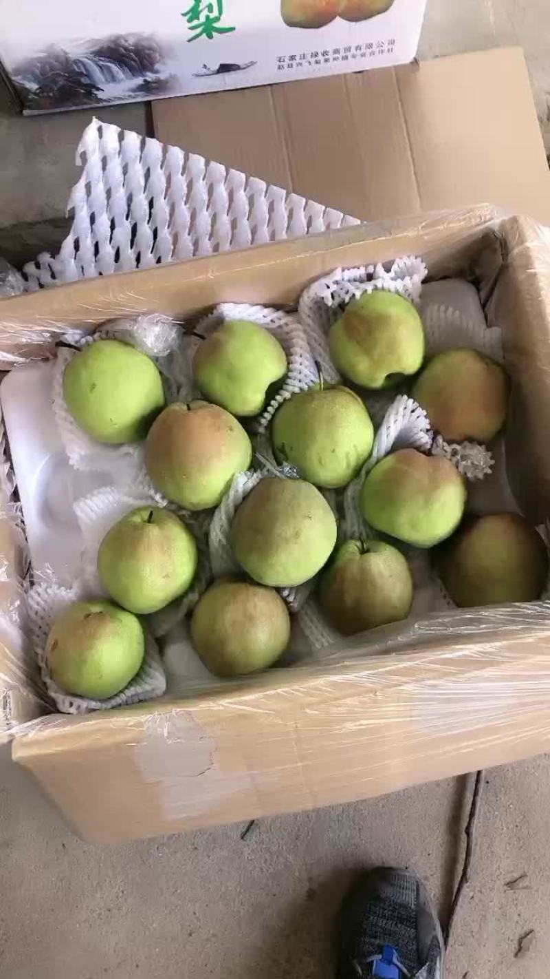玉露香梨🍐海量货源，价格便宜，质量好，批发零售电商