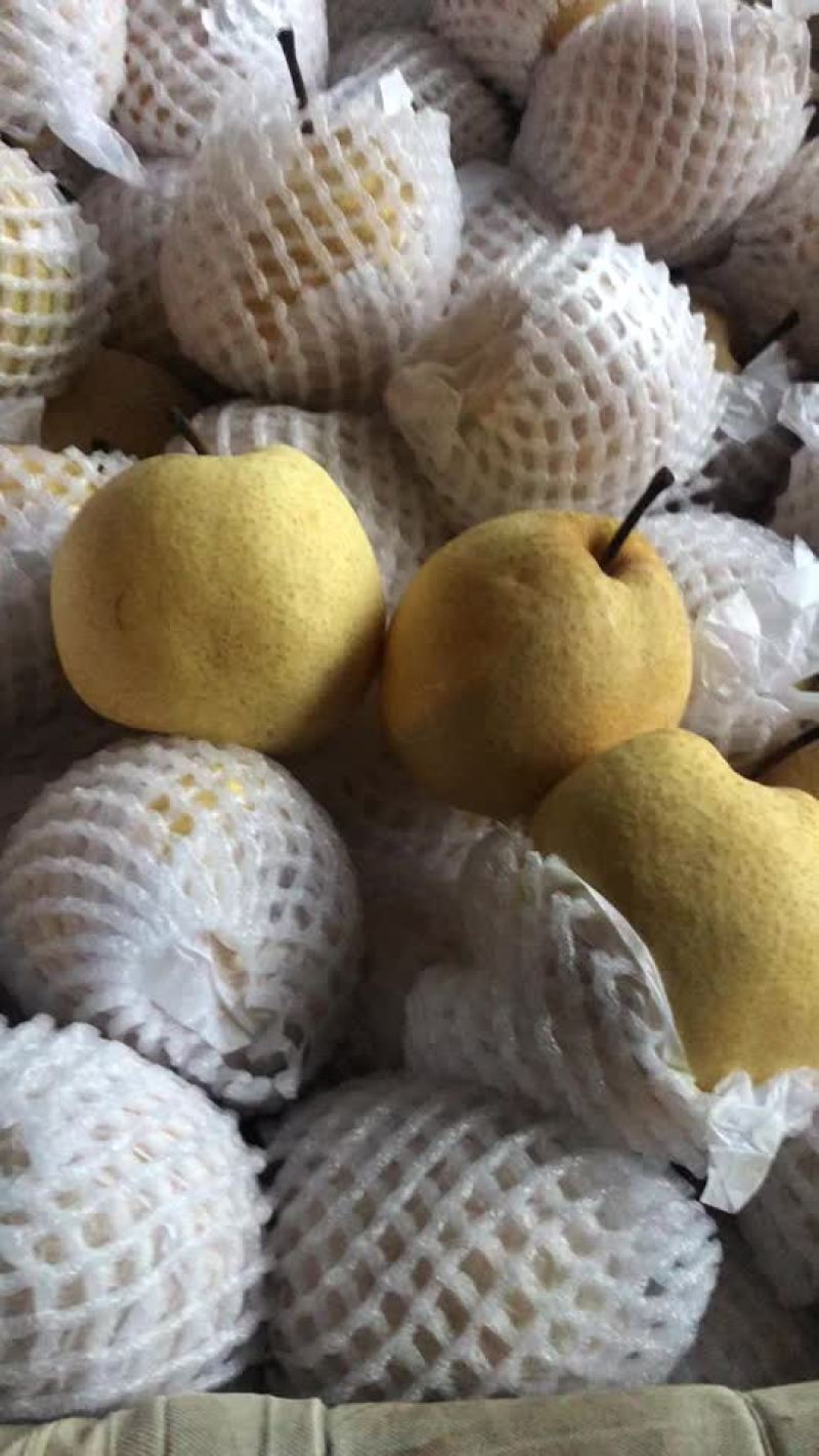 玉露香梨🍐海量货源，价格便宜，质量好，批发零售电商