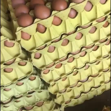 河南红蛋