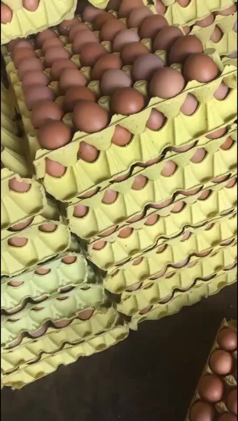 河南红蛋