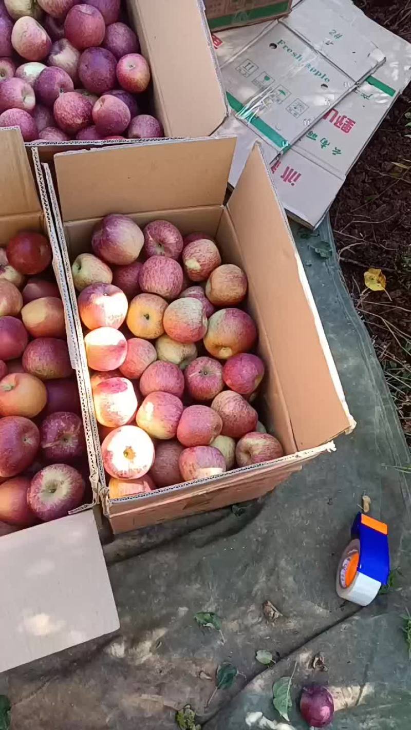丑苹果