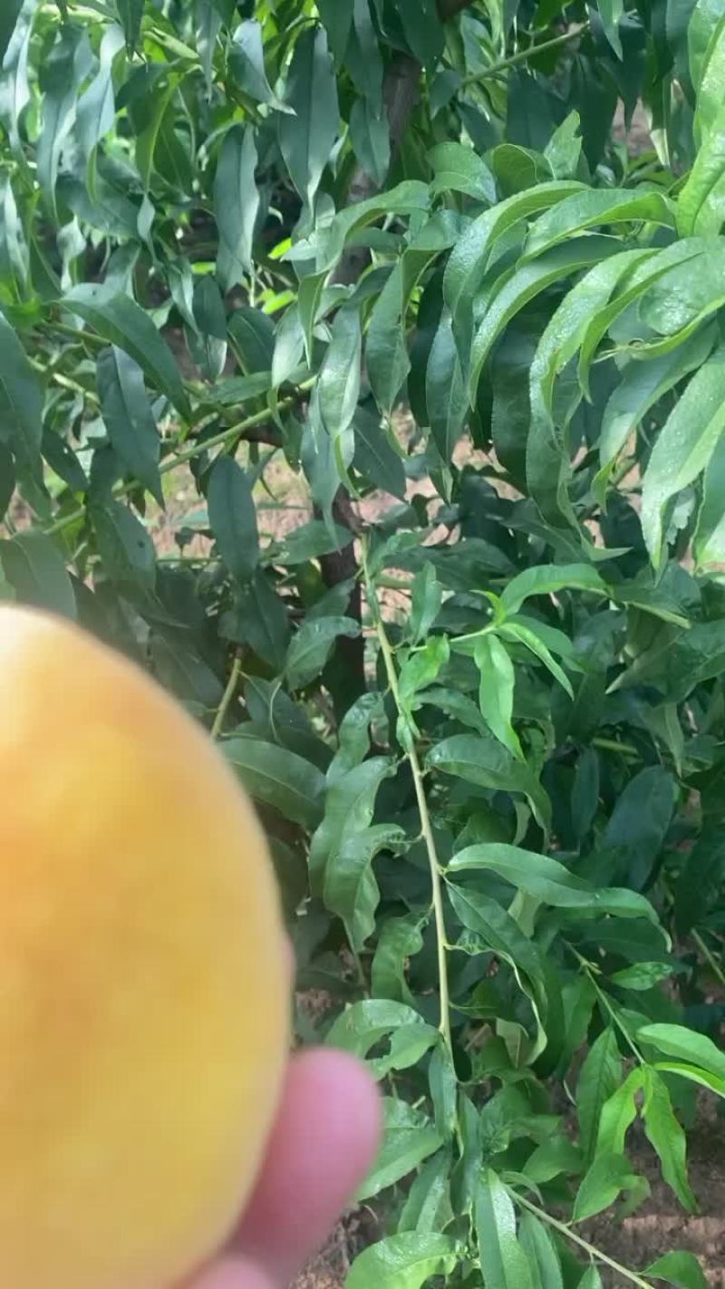 金凤黄桃