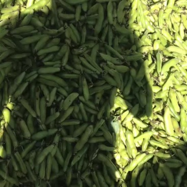 蚕豆我们这边蚕豆大量上市。需要的快来质量保证