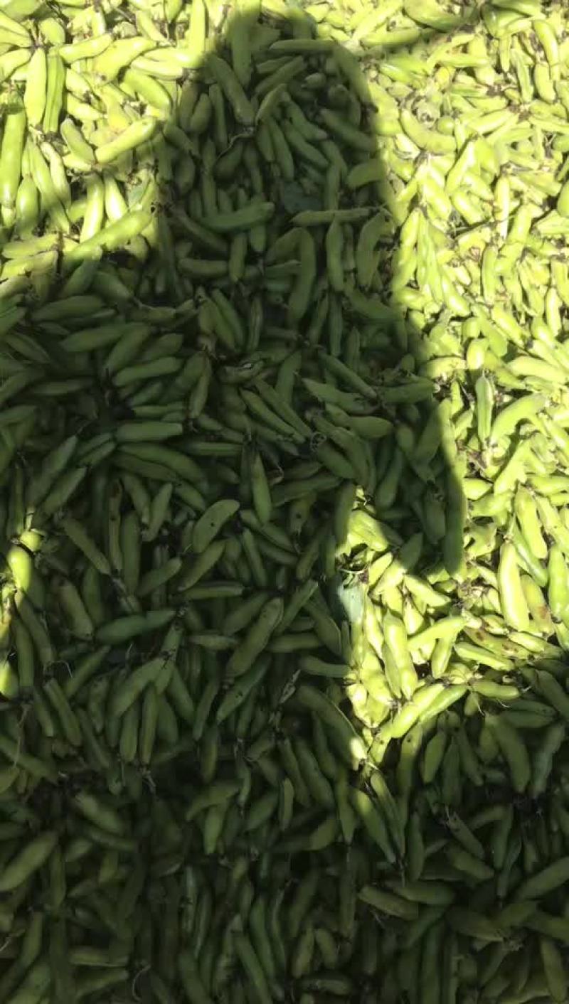 蚕豆我们这边蚕豆大量上市。需要的快来质量保证