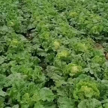麻叶菜长年有货
