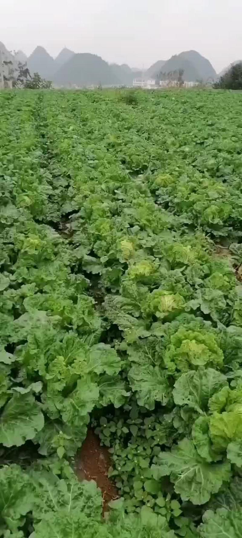 麻叶菜长年有货