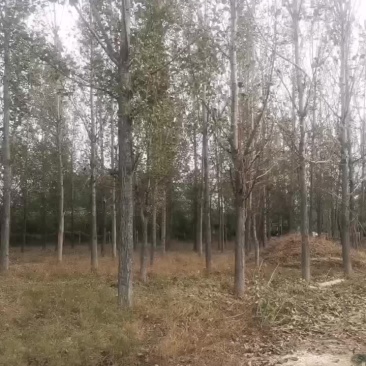 高速林带，杨树大面积开始出售