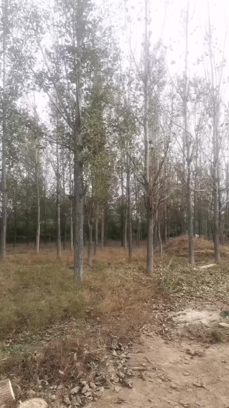 高速林带，杨树大面积开始出售