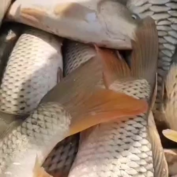 东平湖渔业