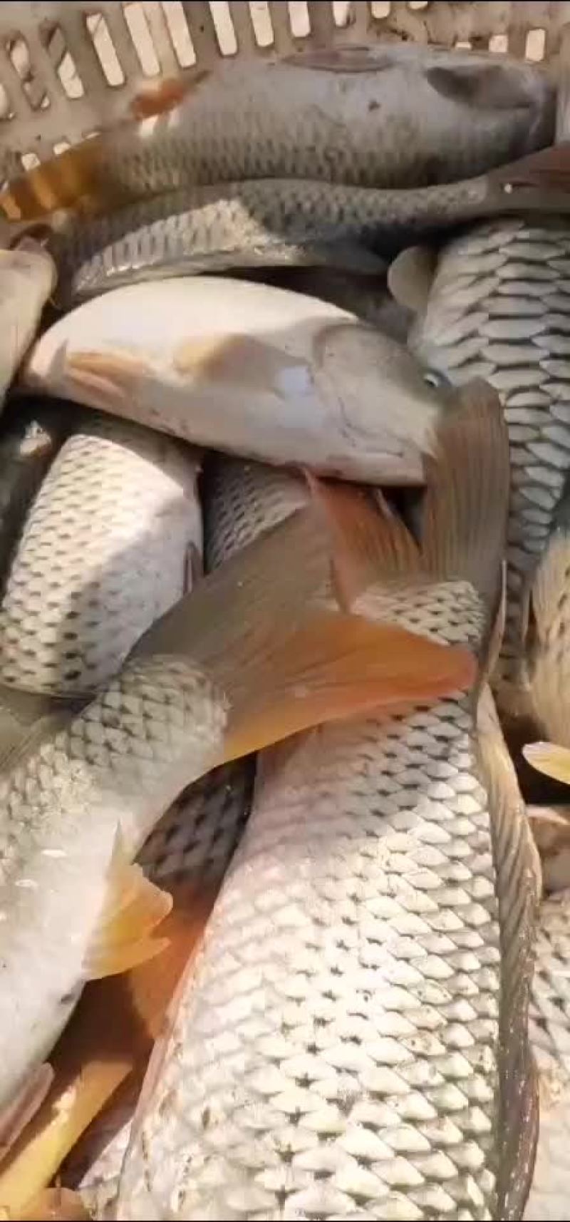 东平湖渔业