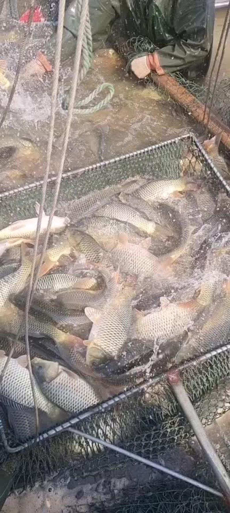 东平湖渔业