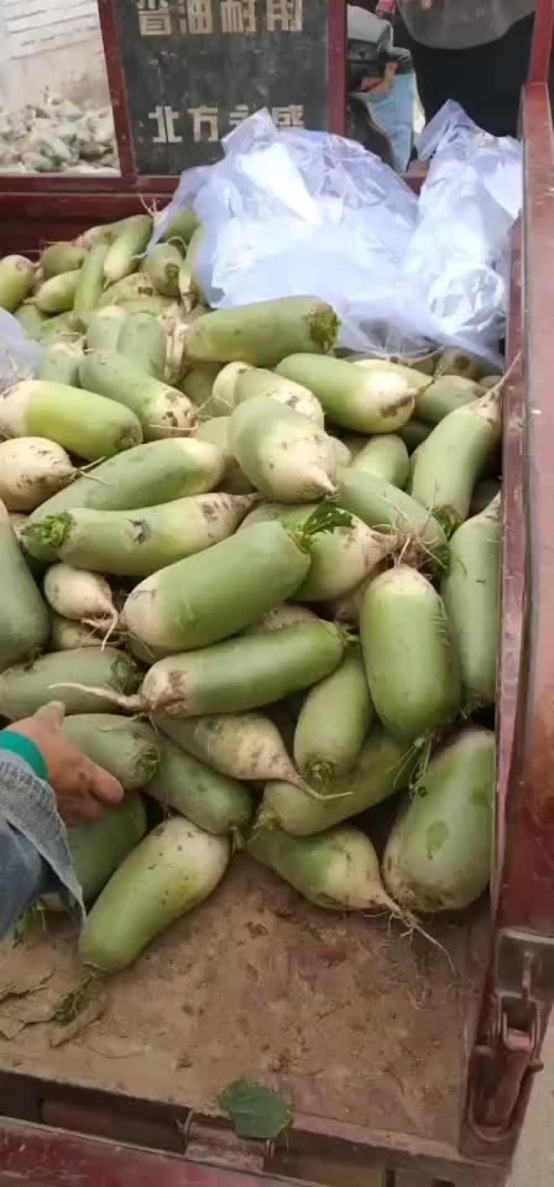 白萝卜