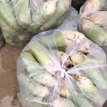 白萝卜