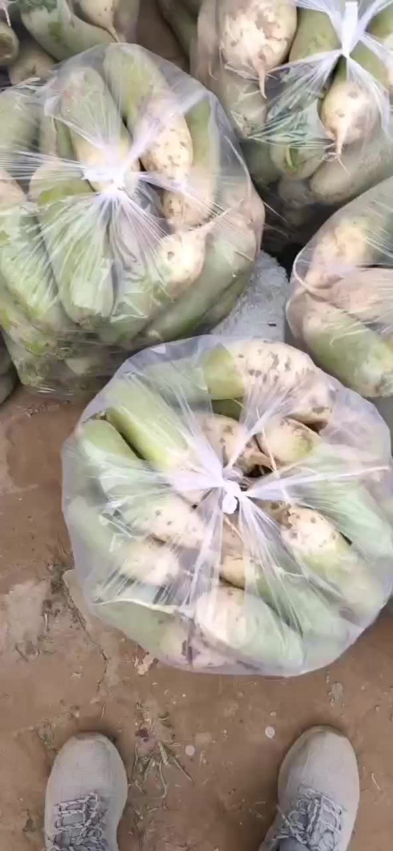 白萝卜