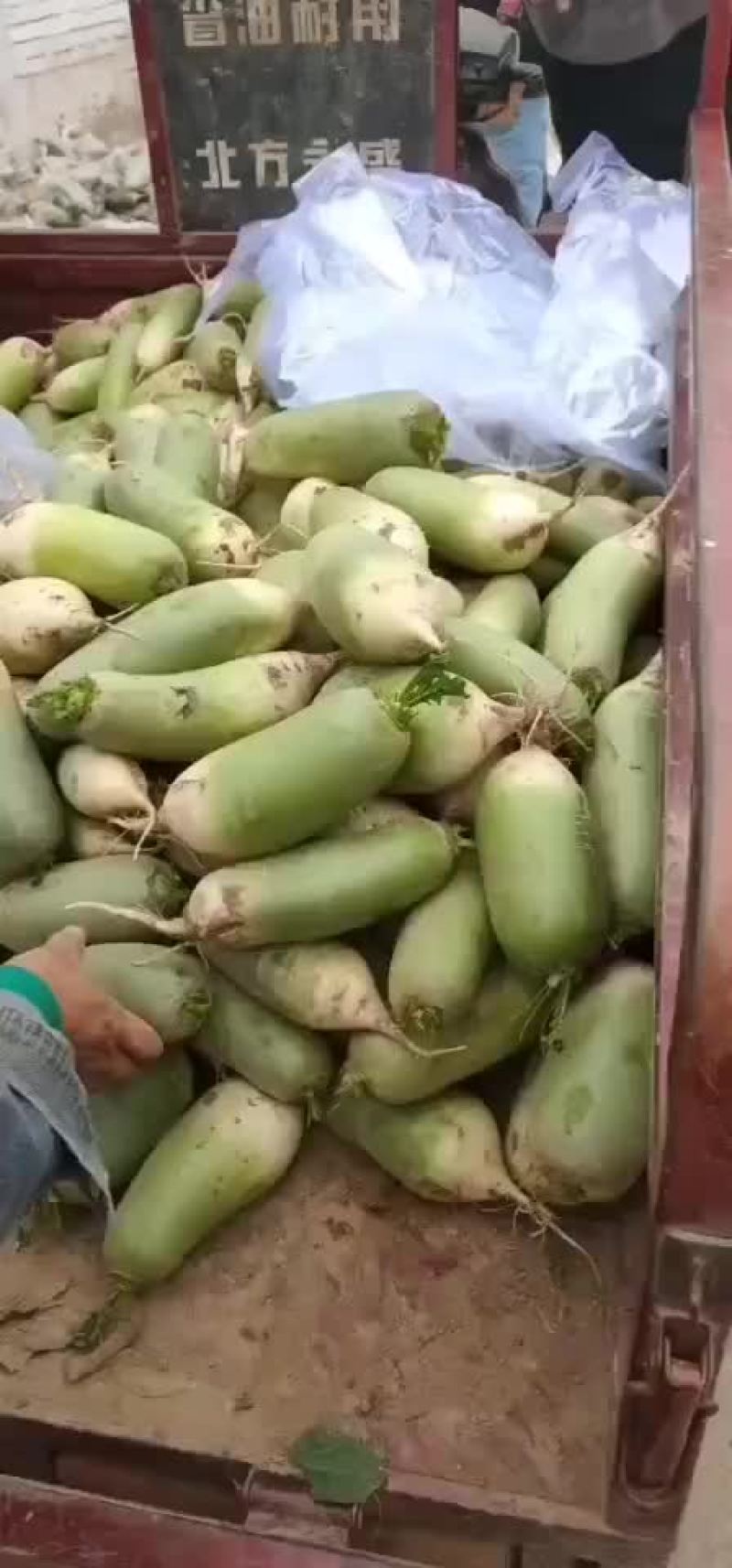 白萝卜