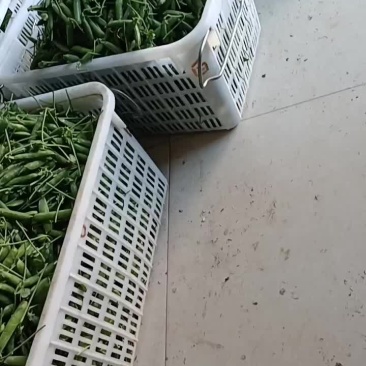 长寿仁豌豆