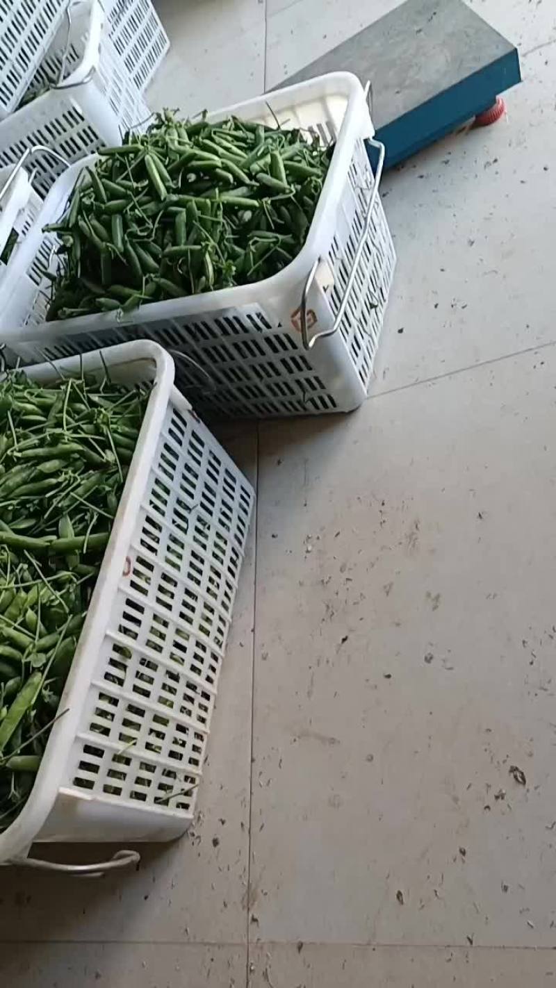 长寿仁豌豆