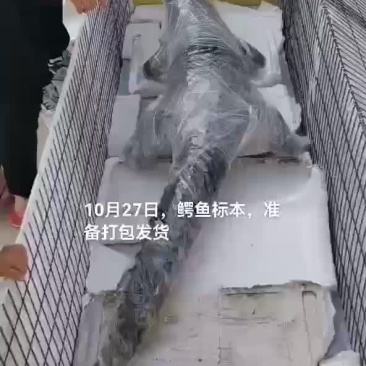 鳄鱼标本