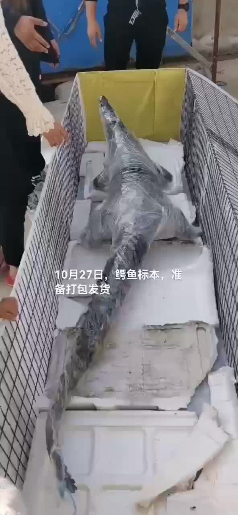 鳄鱼标本
