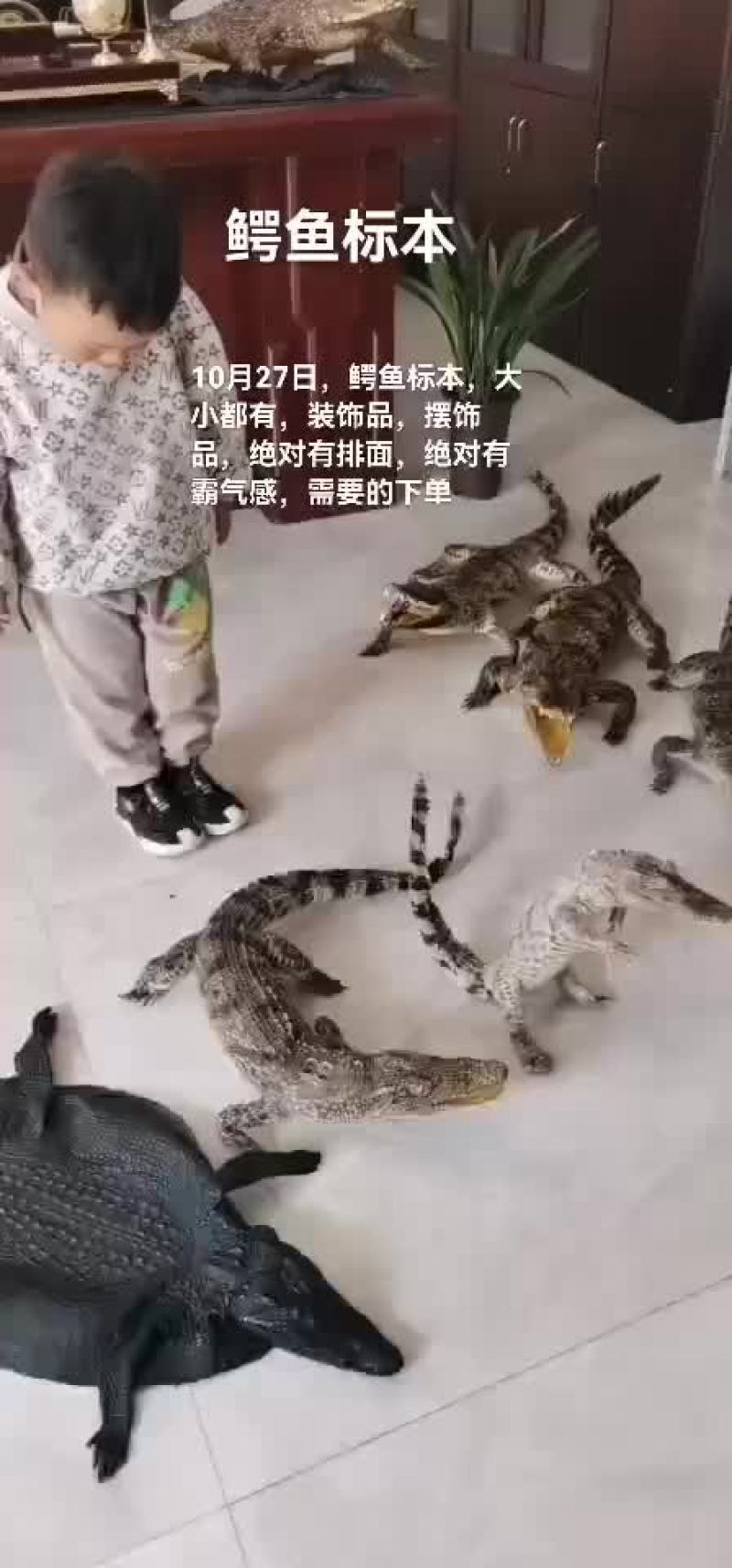 鳄鱼标本