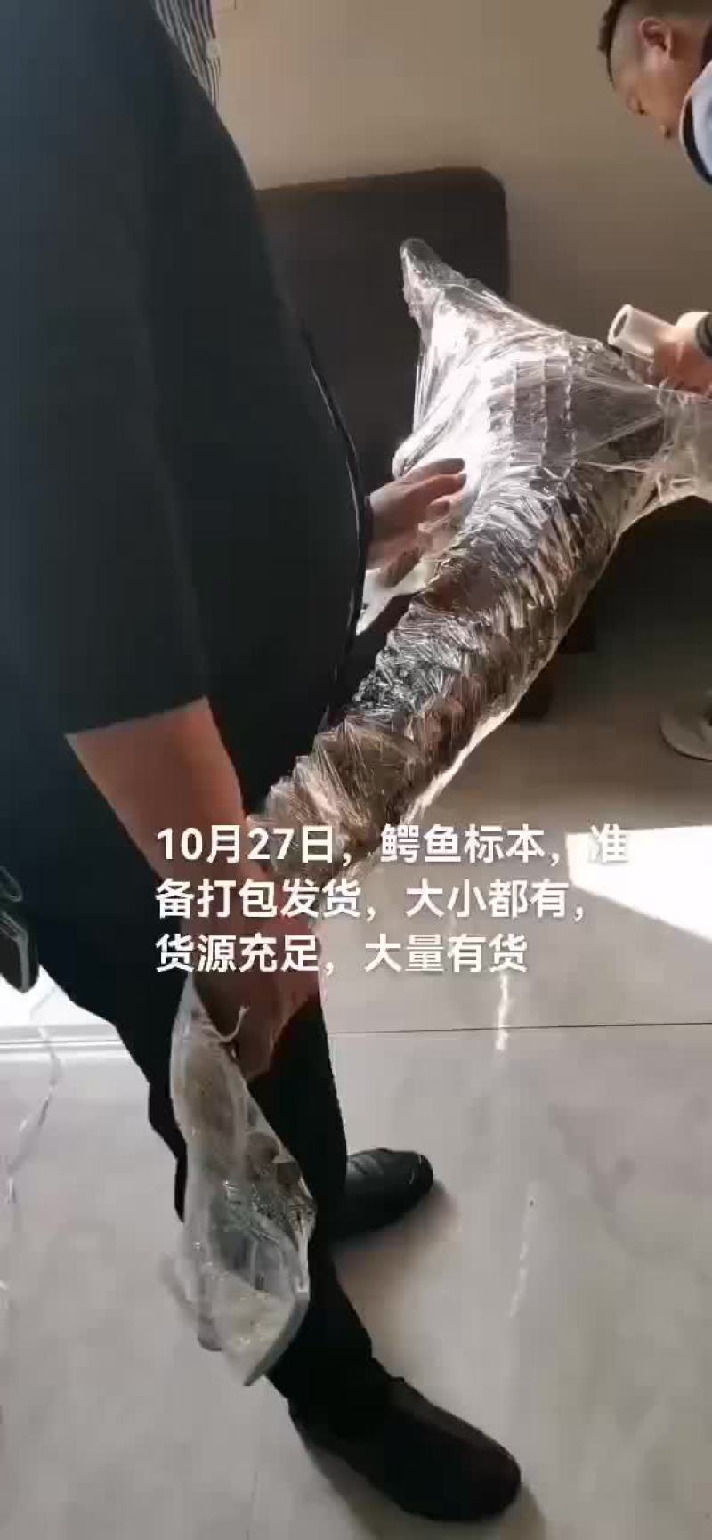 鳄鱼标本