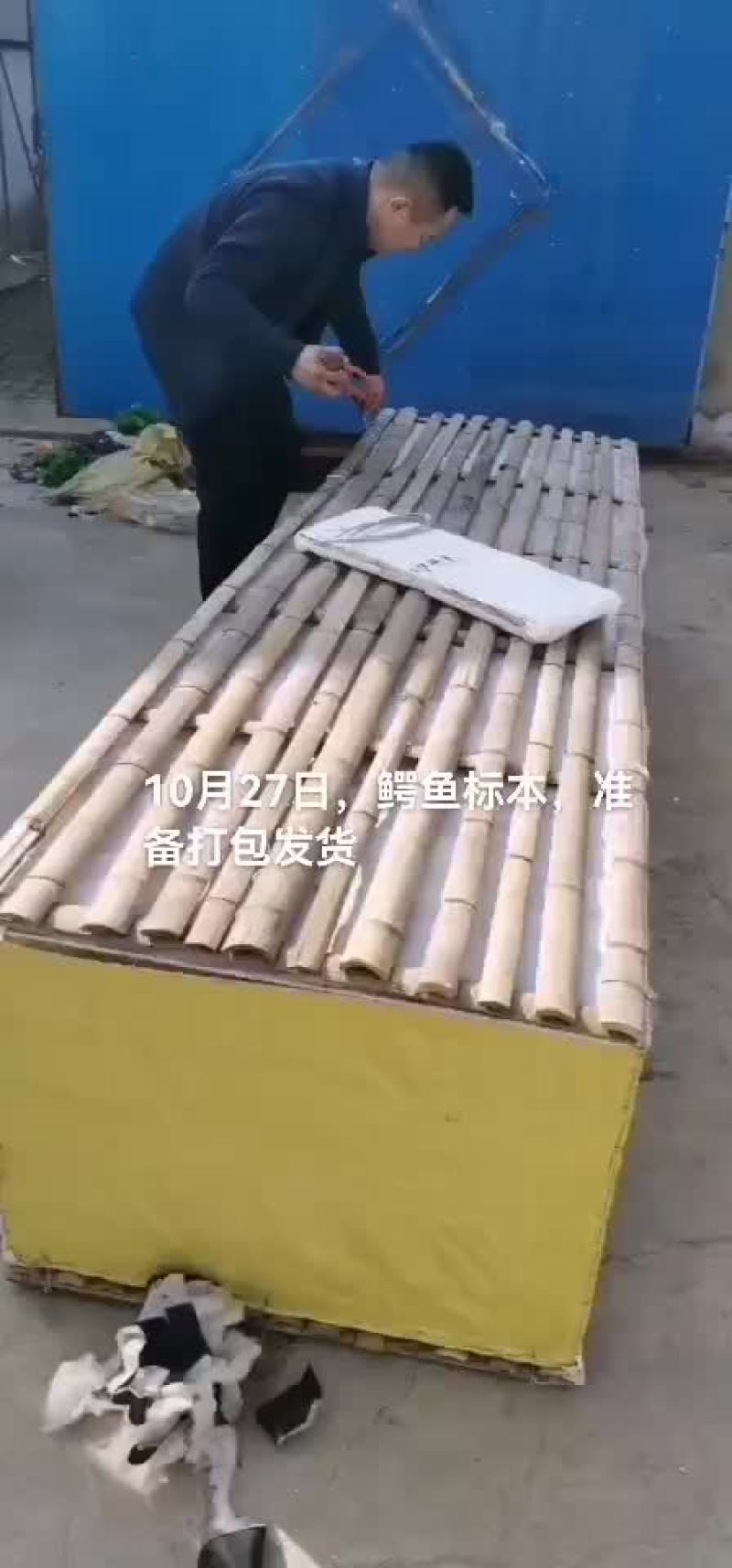 鳄鱼标本