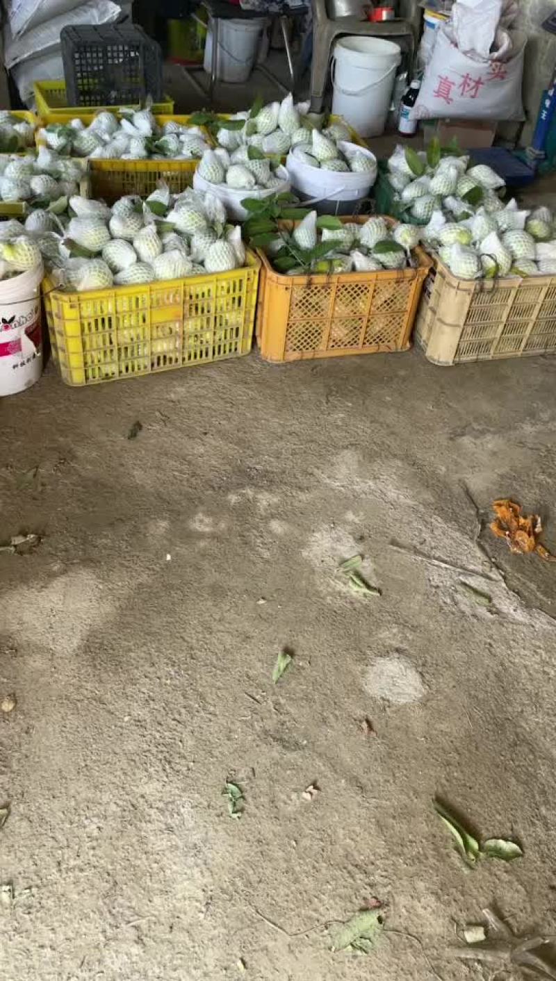 番石榴