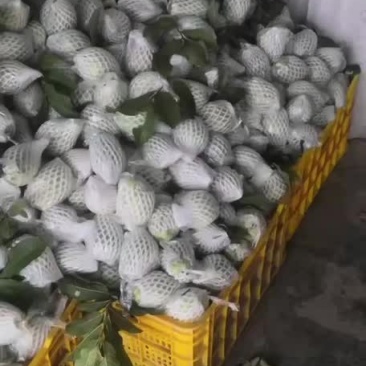 番石榴