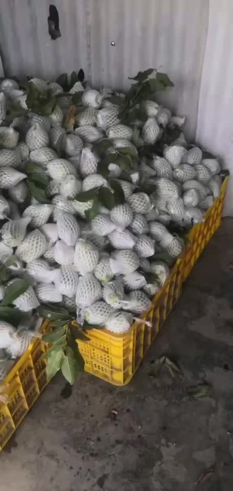 番石榴