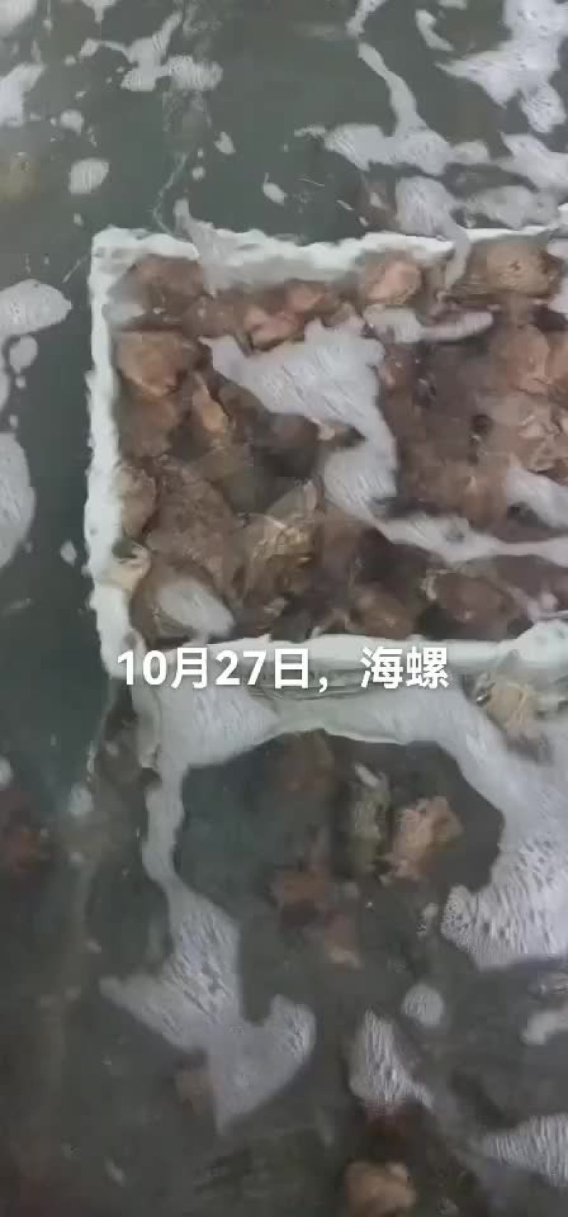 海螺