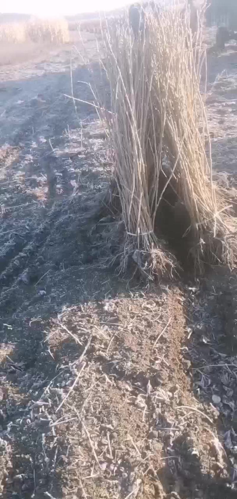 黑加仑苗