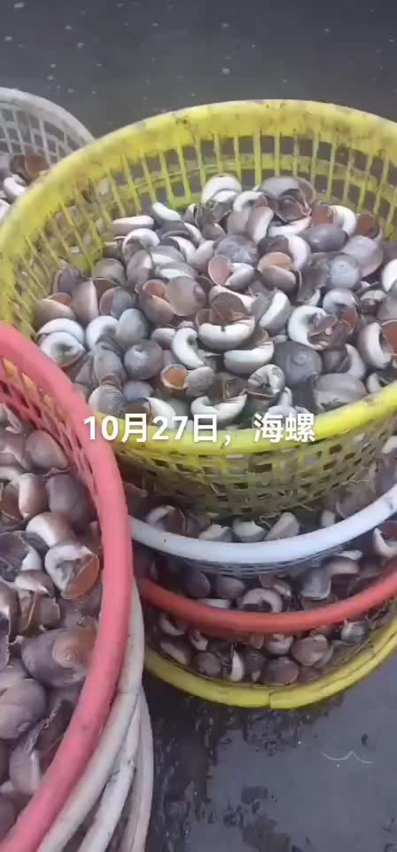 香螺