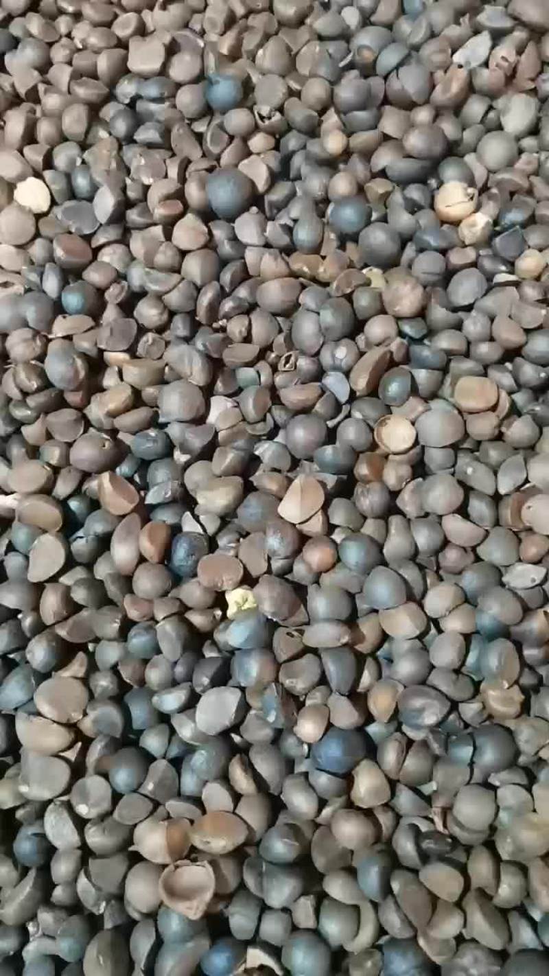 油茶籽