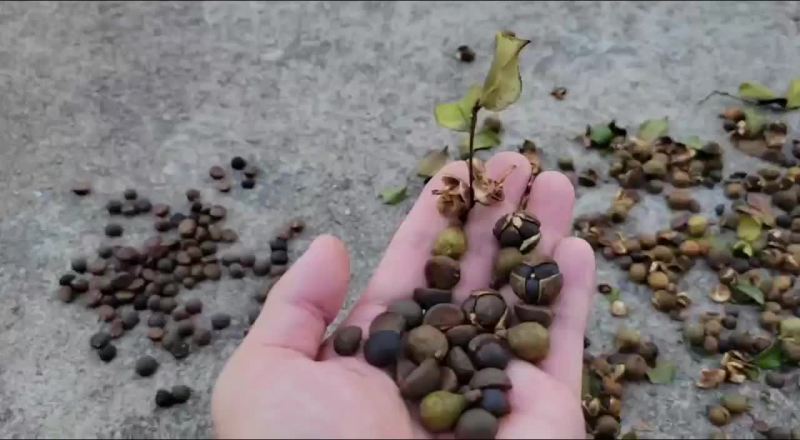 油茶籽