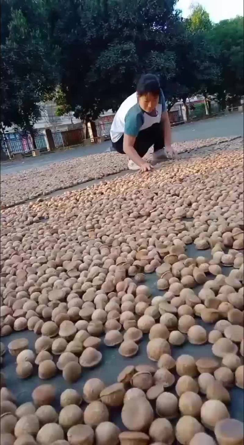 浮过水，后期足干够老果现售中，当季30吨以上