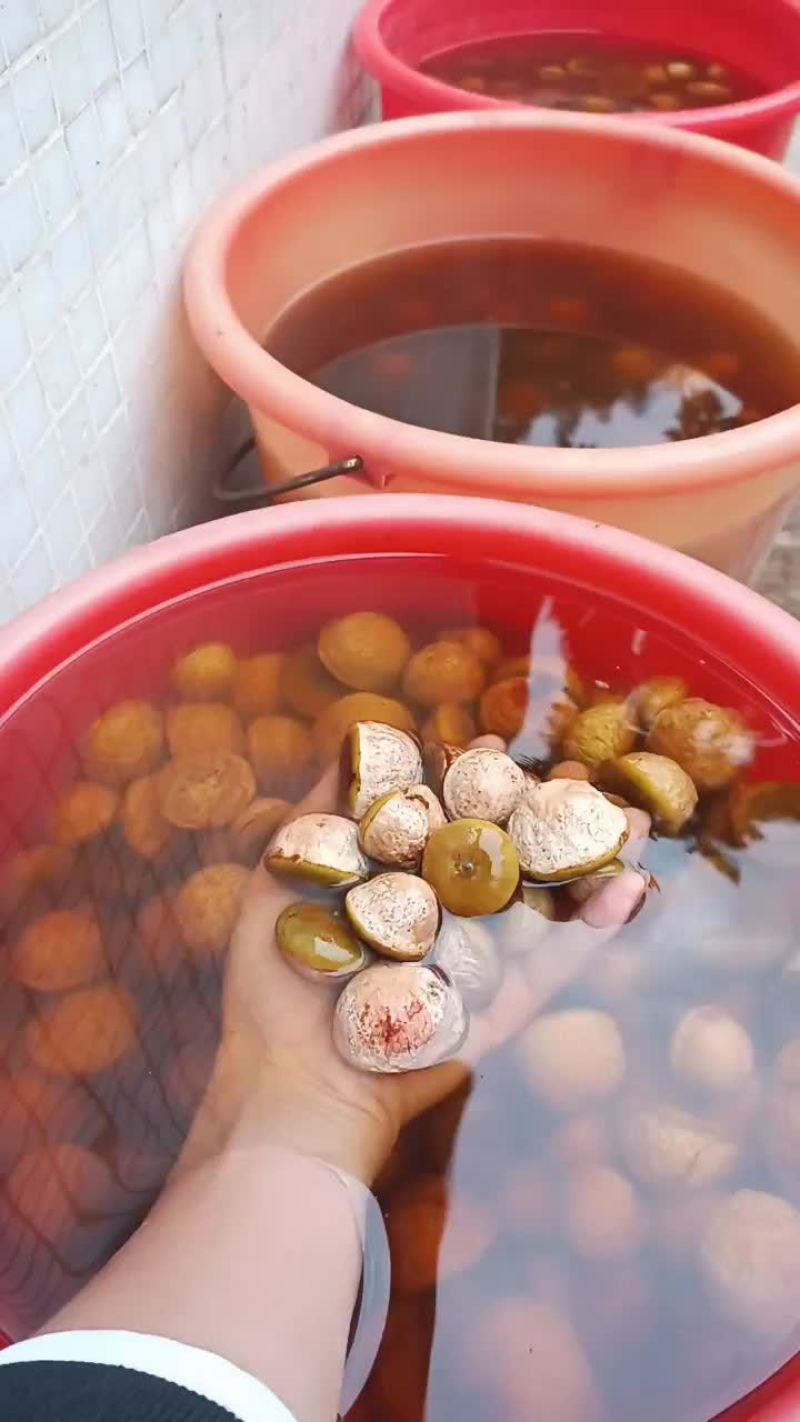 浮过水，后期足干够老果现售中，当季30吨以上