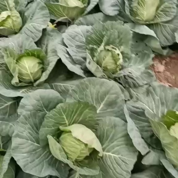 基地直供专业代办