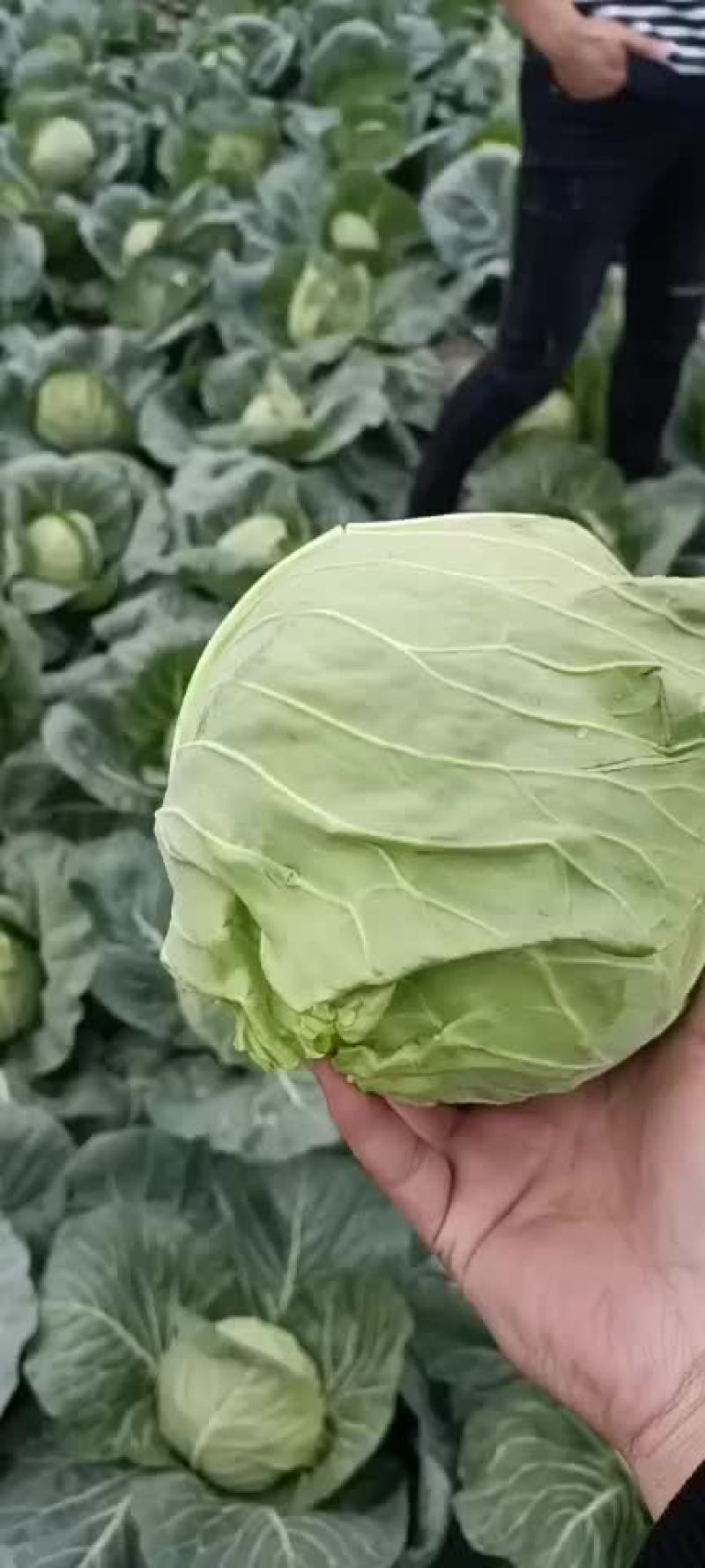 基地直供专业代办