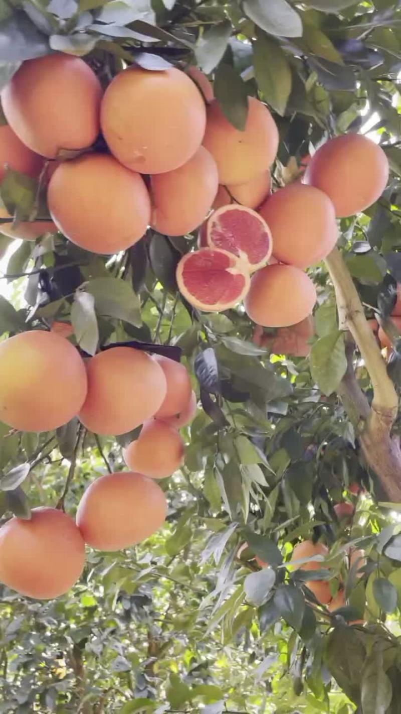 葡萄柚三红西柚葡萄柚台湾红宝石葡萄柚台湾红宝石西柚