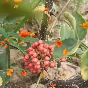 花椒苗
